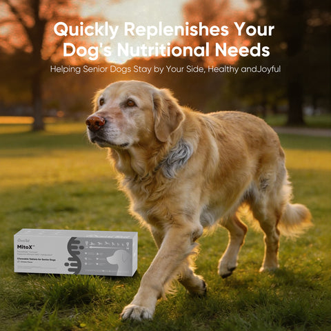 Domi Tail Supplement MitoX Formula for Senior Dogs