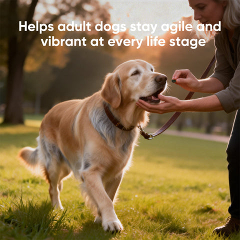 Domi Tail Supplement MitoX Formula for Senior Dogs