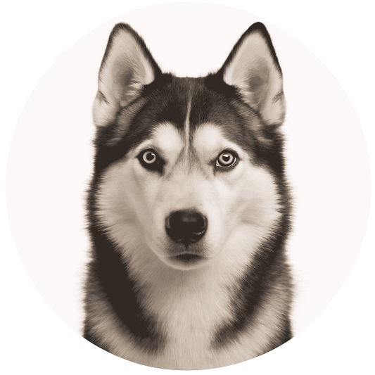 Siberian Husky